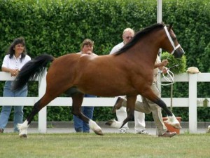 welsh-c-trot.jpg